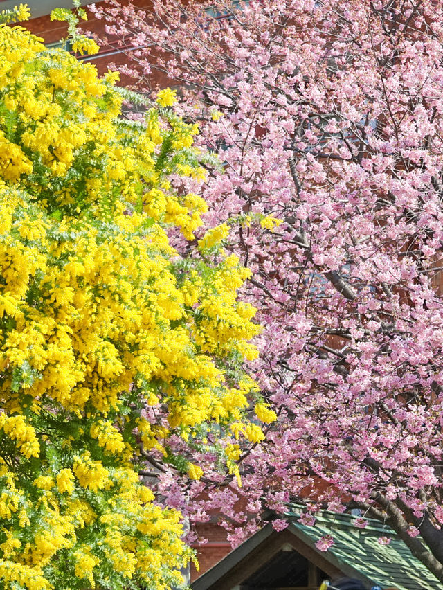 蔵前神社のミモザ×河津桜のリアルレポ