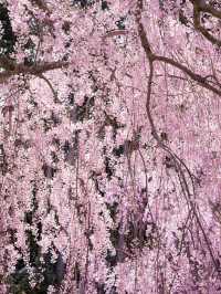 【1000本の枝垂れ桜が圧巻！😳】今週末に行くなら奈良県・高見の郷がおすすめ！🌸✨