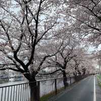 穴場スポット？？？🌸