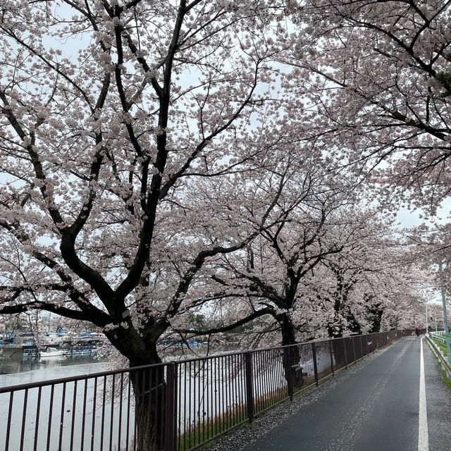 穴場スポット？？？🌸