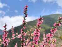 CHERRY BLOSSOM IN TAIWAN 🌸