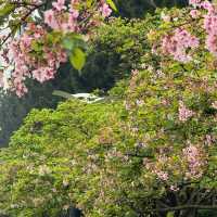 SAKURA.......CHIANGKAI-SHEK TAIPE 🌸