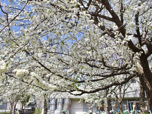 ชมดอกซากุระ 🌸 ที่สวนสาธารณะทสึรุมิ เรียวคุจิ