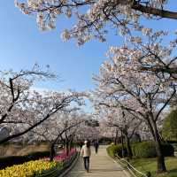 金海　蓮池公園