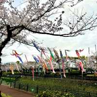 【大分市平和市民公園】桜とこいのぼり