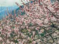 The rare Himalayan cherry blossoms.