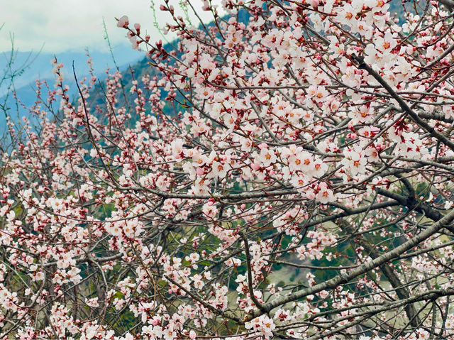 The rare Himalayan cherry blossoms.