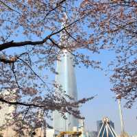 Beautiful Cherry Blossom of Lotte World Tower