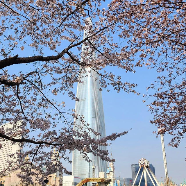 Beautiful Cherry Blossom of Lotte World Tower