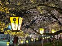 🌸【日本宮城縣】🌸白石川堤櫻花隧道，攝影愛好者和櫻花愛好者的天堂