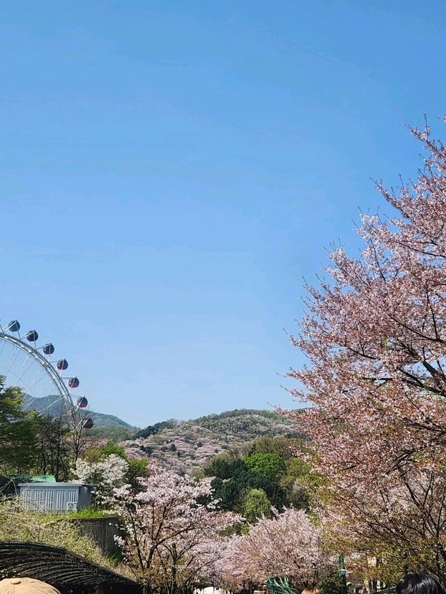 🌸포토스팟 가득한 용인 벚꽃 명소인 "에버랜드"🌸
