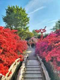 철쭉과 서부해당화의 환상콜라보🌸
