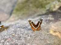 The Park that are famous for Butterflies 
