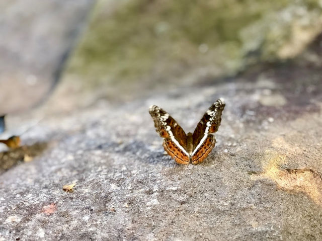 The Park that are famous for Butterflies 
