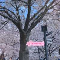 오목교って知ってる？ #さくら2024
