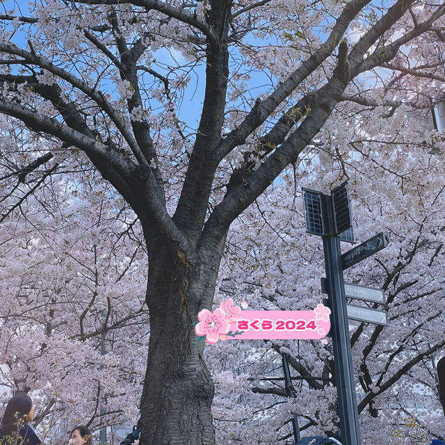 오목교って知ってる？ #さくら2024