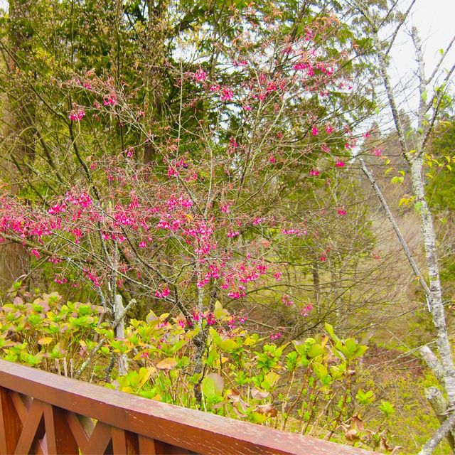 The delicate scent of cherry blossoms🌸 🇹🇼