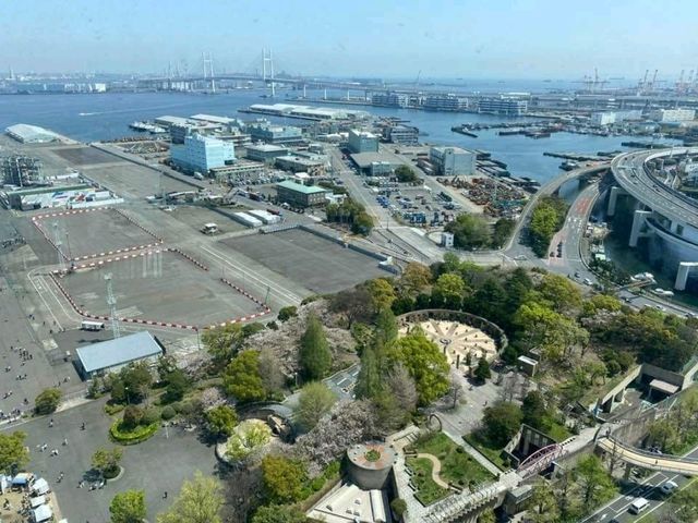 🌸 So beautiful from Yokohama Marine Tower