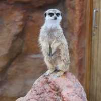六福村野生動物園：近距離欣賞珍稀動物，親子娛樂的理想去處