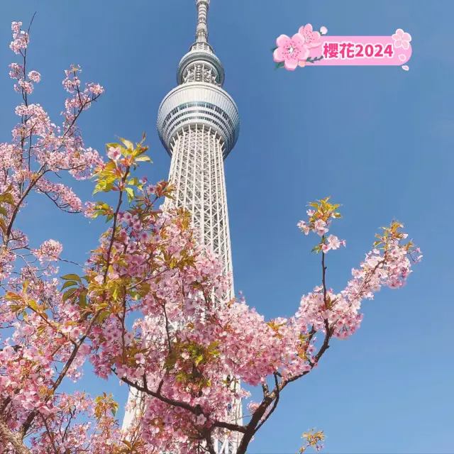 晴空塔下絢爛的櫻花-獨特的都會美景
