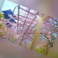 「京都櫻花，短暫而美麗」