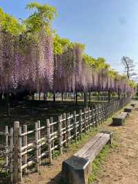 【玉敷神社のフジ/埼玉県】紫色が美しい関東有数の藤スポット 