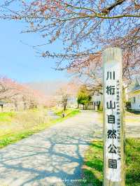 【福島】川のせせらぎと桜のトンネルと磐梯山も