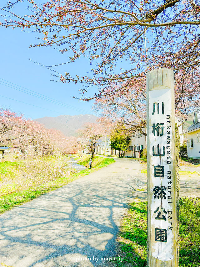 【福島】川のせせらぎと桜のトンネルと磐梯山も