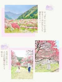 【長野】一度は絶対行きたい日本一の桃源郷