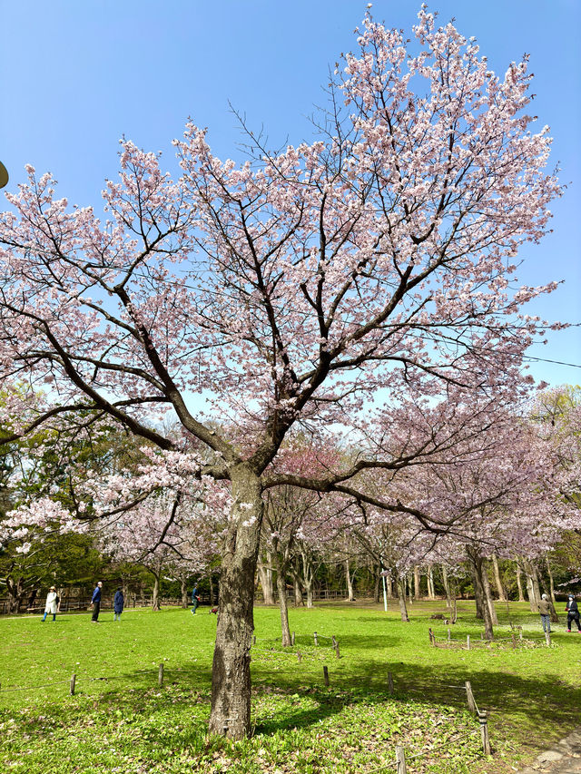 札幌　札幌観光　札幌観光定番 円山公園の桜を見てきたよ！