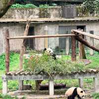 【東京景點】上野動物園：珍稀動物天堂