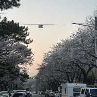 ชวนเที่ยวชม Cherry blossom เมือง Jinhae 🌸