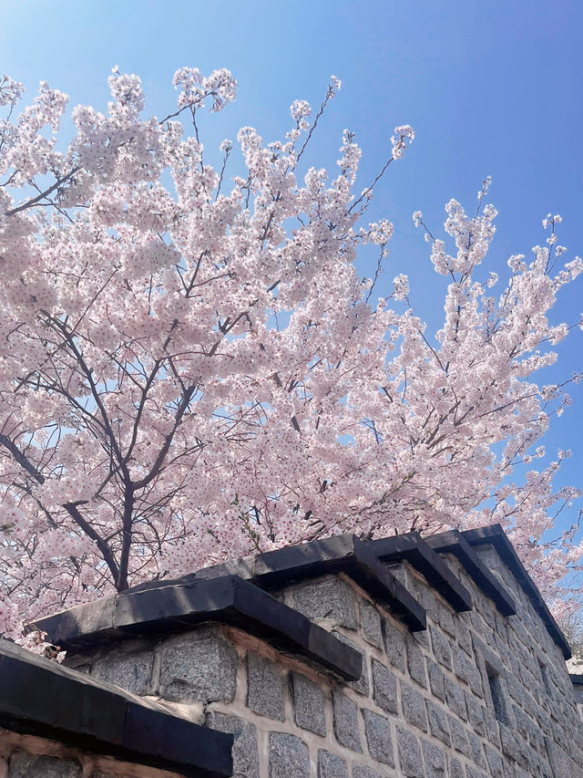 🌸경기도 벚꽃 명소 - 수원 팔달문 / 구 경기도청 
