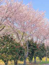 🌸창원 가포로 숨겨진 동백벚꽃길🌸