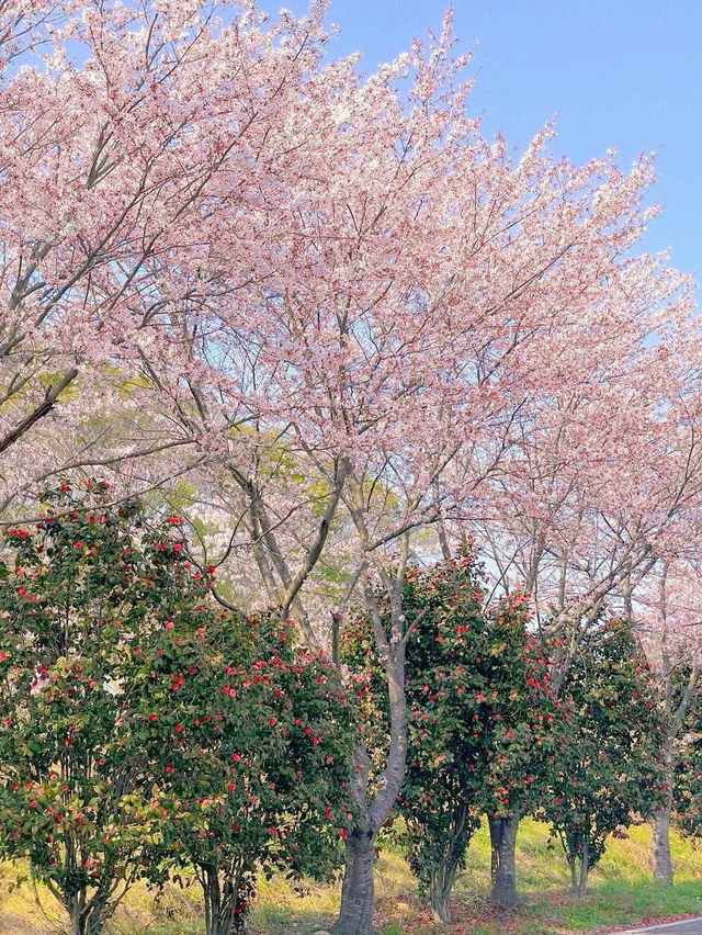 🌸창원 가포로 숨겨진 동백벚꽃길🌸