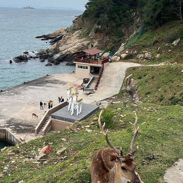 Deer Island 🦌 Formosa Deer 🦌 