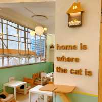 春日必訪貓貓cafe