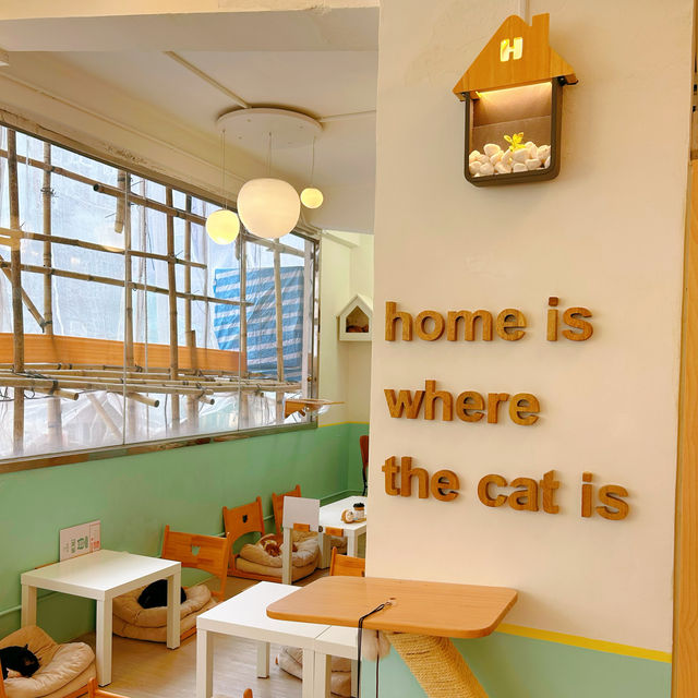 春日必訪貓貓cafe