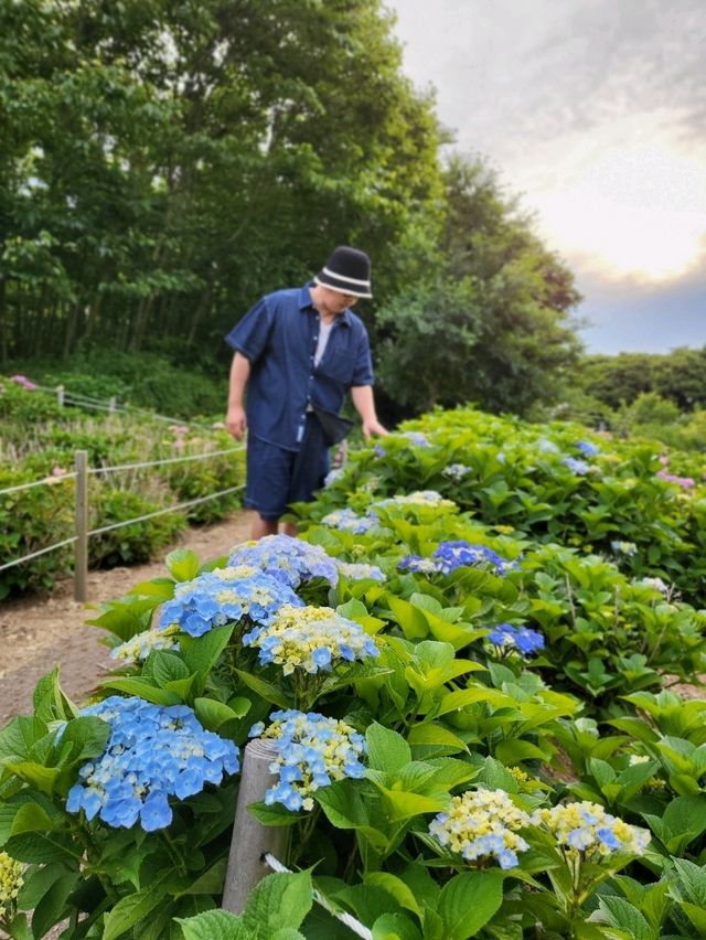 수국은 아직 더 기다려야한 가덕도 야생화단지🌸