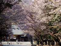 北海道神宮賞櫻又賞梅 