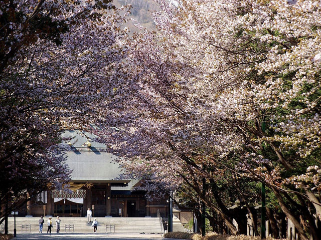 北海道神宮賞櫻又賞梅 