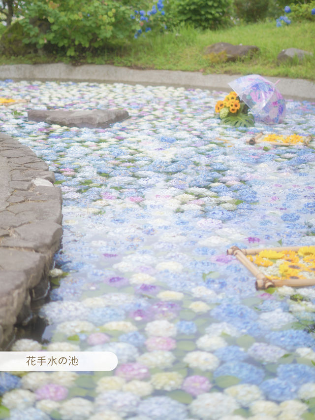 【 神奈川 / 開成町 】田園風景が素敵なあじさいまつり