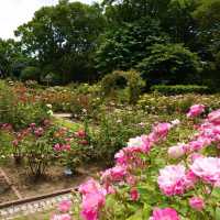 【福岡観光】色とりどりのお花が魅力的な植物園
