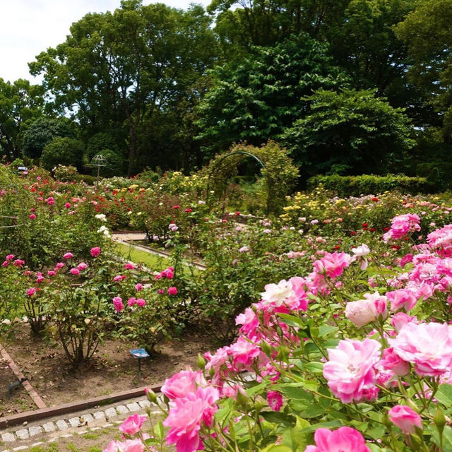 【福岡観光】色とりどりのお花が魅力的な植物園