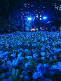 ここ知ってる？？【死ぬまでに見たい絶景】男鹿の紫陽花寺　雲昌寺🫧🫧