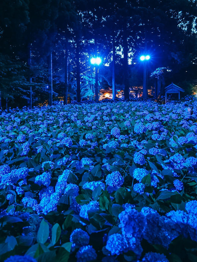 ここ知ってる？？【死ぬまでに見たい絶景】男鹿の紫陽花寺　雲昌寺🫧🫧