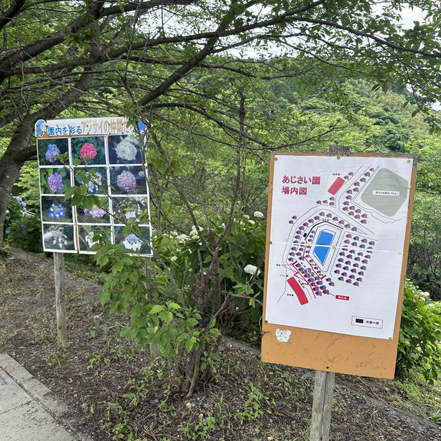 【福岡観光/自然】紫陽花