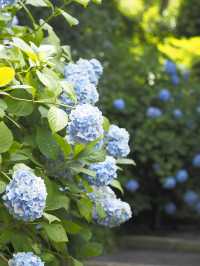 今が見頃！2024年明月院　紫陽花の見頃情報