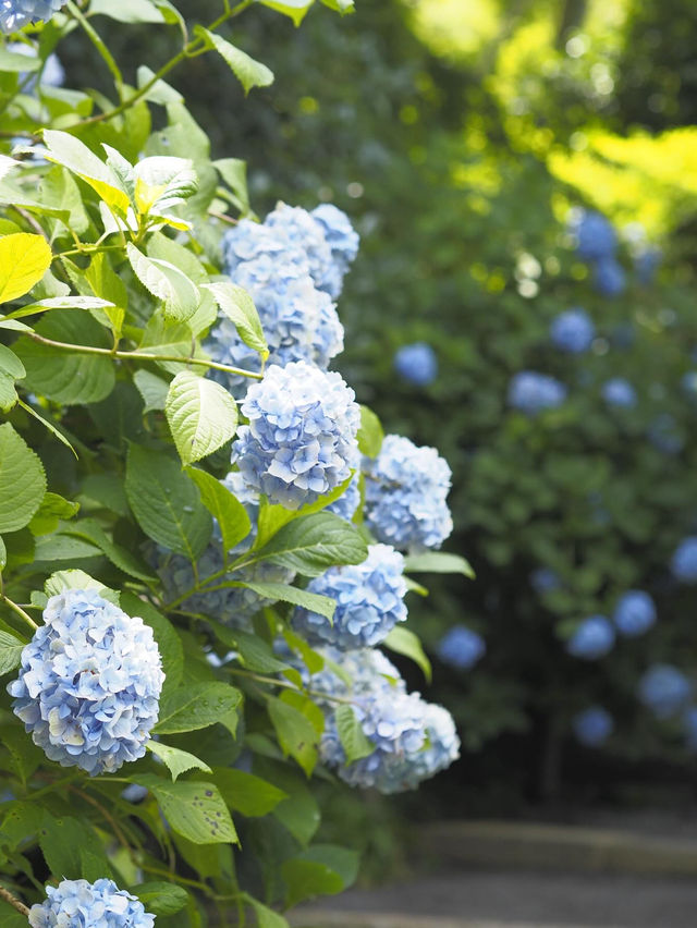 今が見頃！2024年明月院　紫陽花の見頃情報