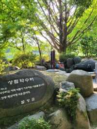 초록실록 가득한 힐링여행지 함양 상림공원